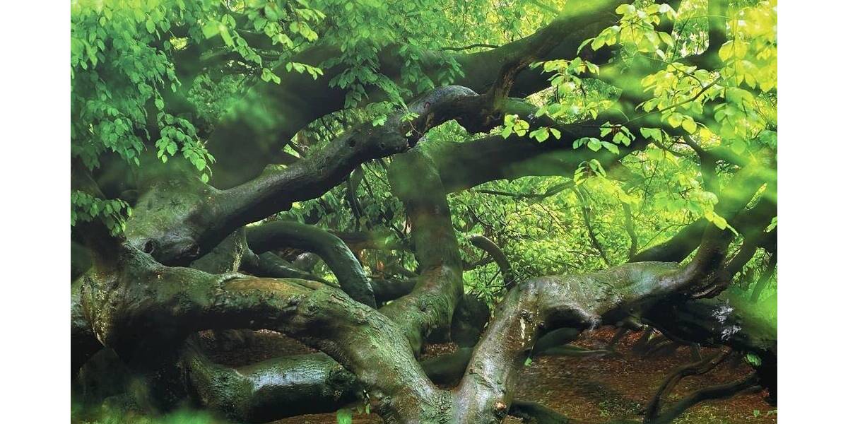 Grundstück Messenkamp - 285.000&euro; | Angebot:25705847