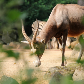 Late-Zoo: Sommerabend in der Welt der Tiere 09.07.2026 Erlebnis-Zoo Hannover