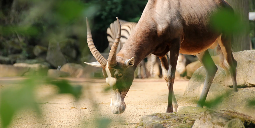 Late-Zoo: Sommerabend in der Welt der Tiere 25.06.2026 Erlebnis-Zoo Hannover