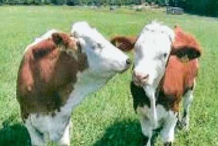 Grundstück Rehburg-Loccum Loccum - 94.180&euro; | Angebot:19054500