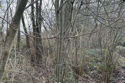 Grundstück Barsinghausen - 178.000&euro; | Angebot:7857804