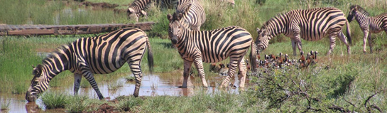 Serengeti Park Hodenhagen Heide Safari Niedersachsen